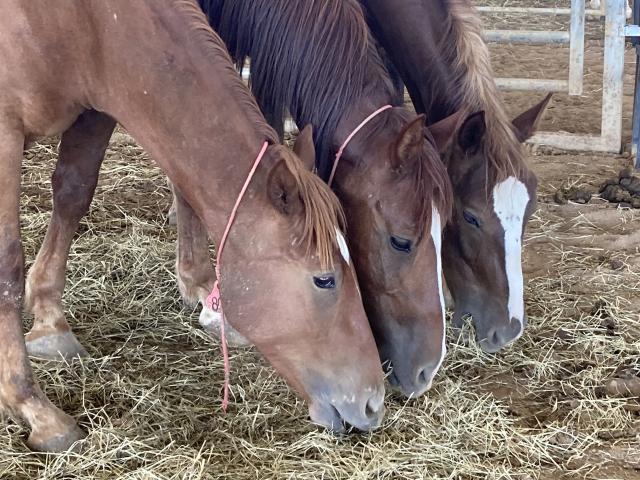 Three brown horses in a row eating hay together.