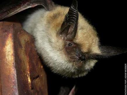 a long-eared myotis bat