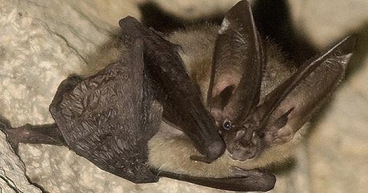 William ShakespEAR, the Townsend’s big-eared bat