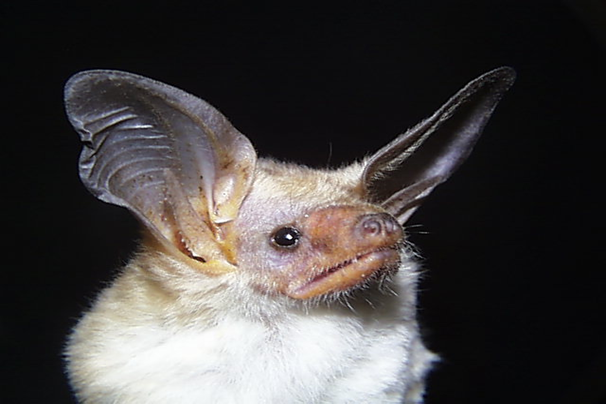 a pallid bat against a dark background