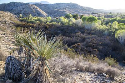 Yucca in the foreground with  tall mountains in the background