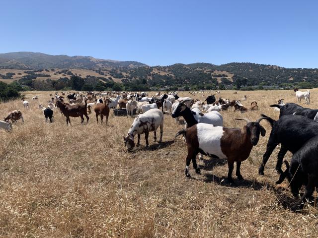 Goats stand in a grassy field. 