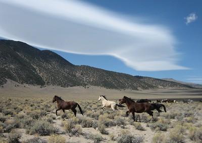 Horses running across the high desert with mountains in the background.