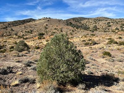 An evergreen on a hill side in the great basin.