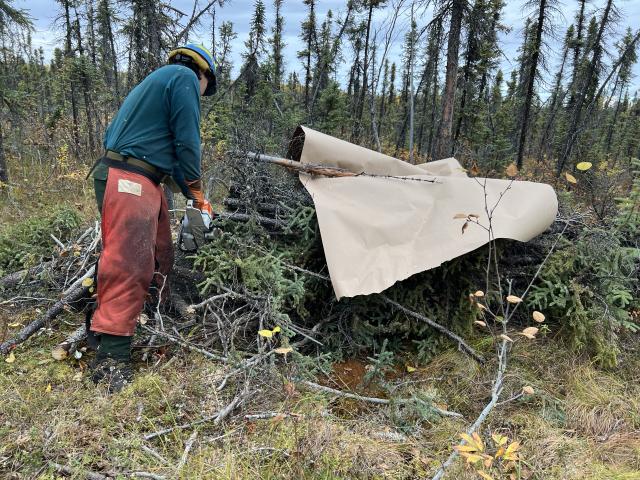 Man cutting ends of brush and tree limbs in debris pile with chainsaw.