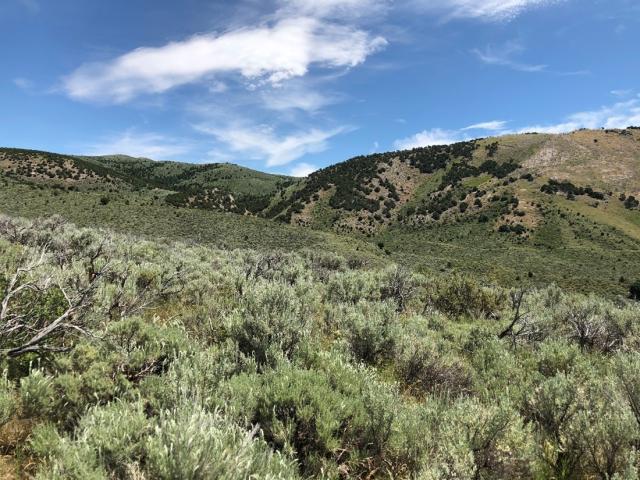 Proposed quarry area looking northeast. (Photo courtesy of Catena 2020)