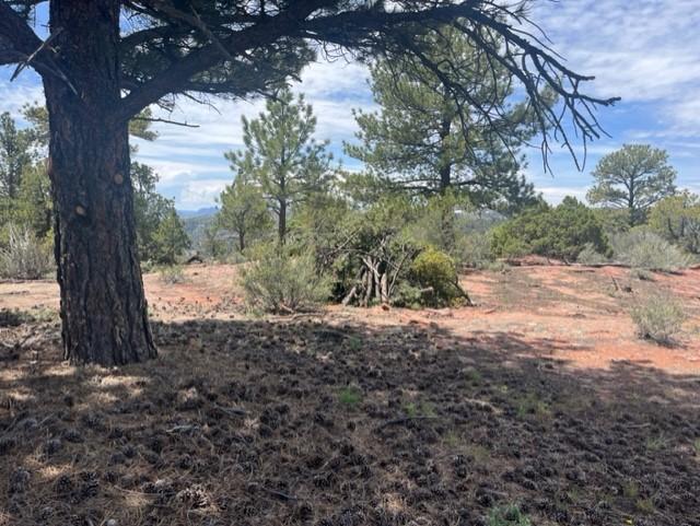 A forested area with several dead branches from trees in a pile. 