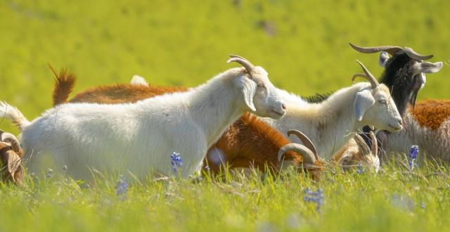 Goats in a field 