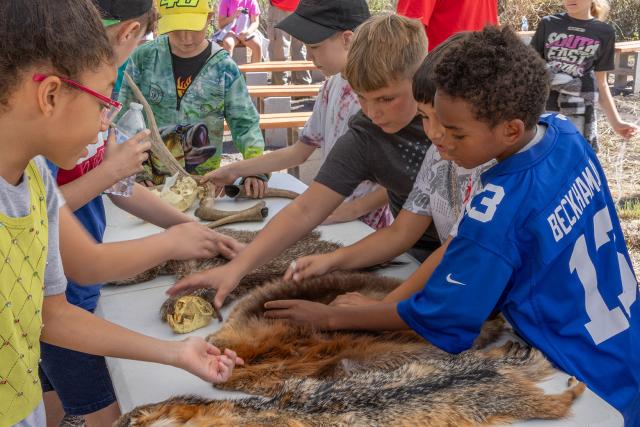 Students stand around a table and get to look at and touch various animal pelts