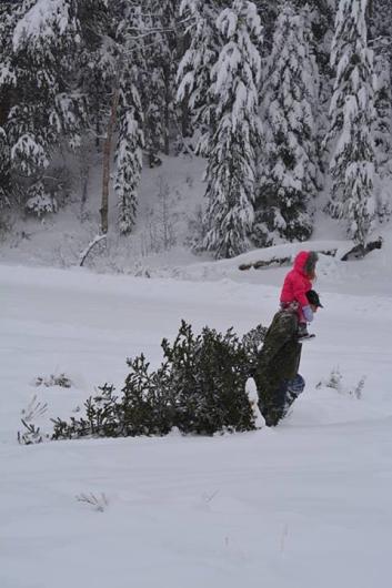 A person dragging a cut tree across snow with a forest in the background.