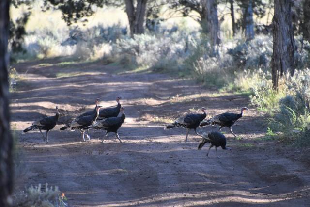 A flock of Merriam’s turkey emerge from the project area. Prescribed fire improves nesting habitat for turkey by creating openings with healthy, diverse understories of native shrubs, grasses, and forbs.