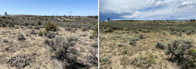 A joint photo of a landscape before removal of vegetation and after. Several trees are removed in the second photo. 
