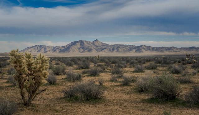 Cactus with mountains in the background