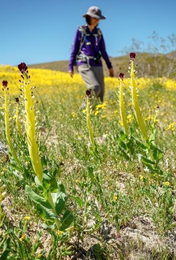 Hiker behind rare, yellow plants