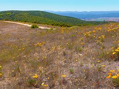 Williams Hill with wildflower blooms