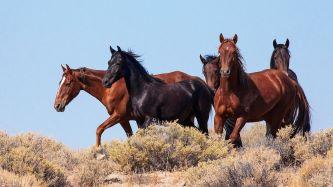 A group of wild horses in sage brush