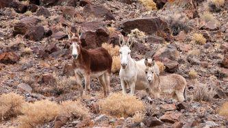 Burros standing on a rocky landscape