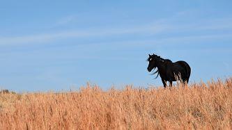 A wild horse in a brown grassy field