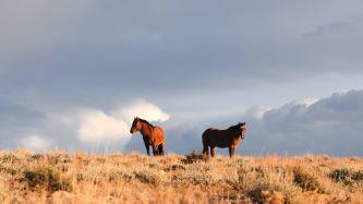 Wild horses silhouetted against a stormy sky
