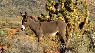 A burro standing near a cactus