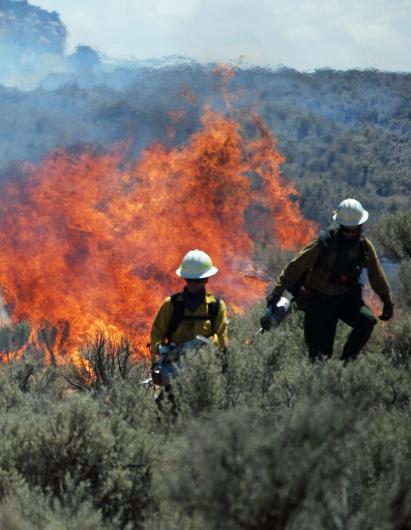 Photo of Prescribed Burn in the Rio Puerco Field Office