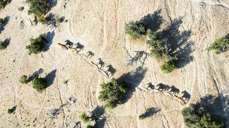 An overhead shot of a trail of wild horses through a desert