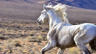 A horse running away from camera