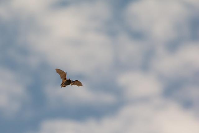 A myotis bat flying in daylight against puffy clouds