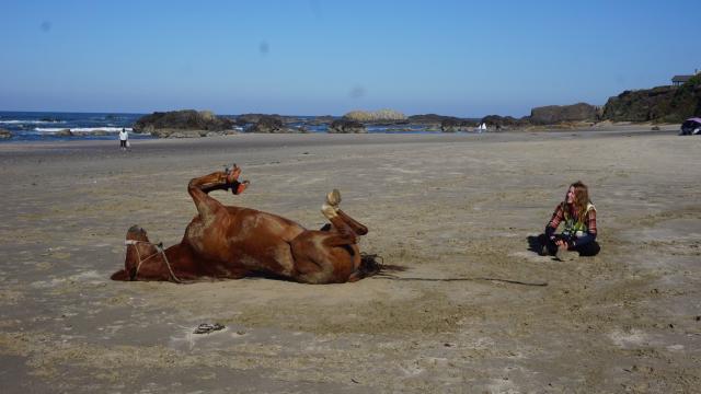 A girl and a horse rolling on its back on the beach