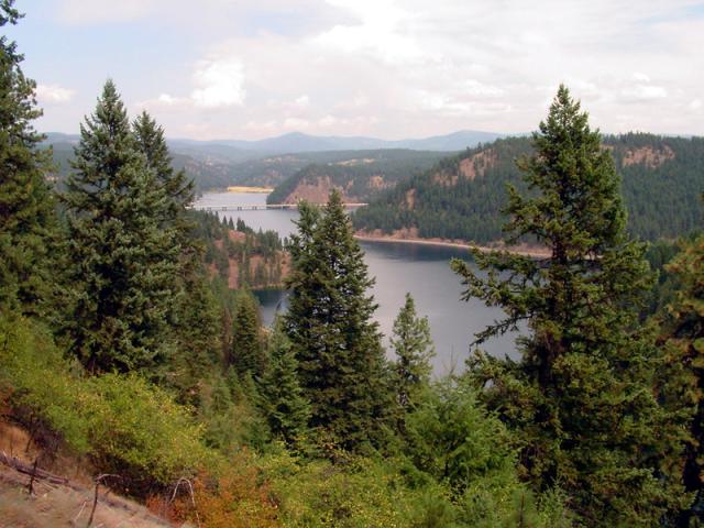 Trees overlooking Beauty Bay