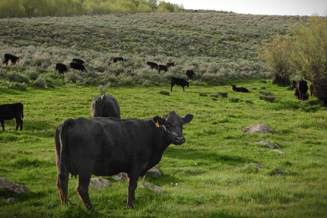 Cows on Idaho Public Land