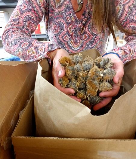 A person lifts arrowleaf balsamroot seeds from a bag.