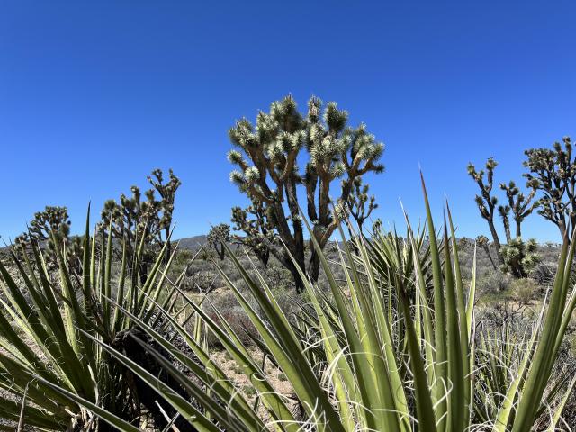 Joshua Trees and other native plants in the newly established Avi Kwa Ame National Monument.