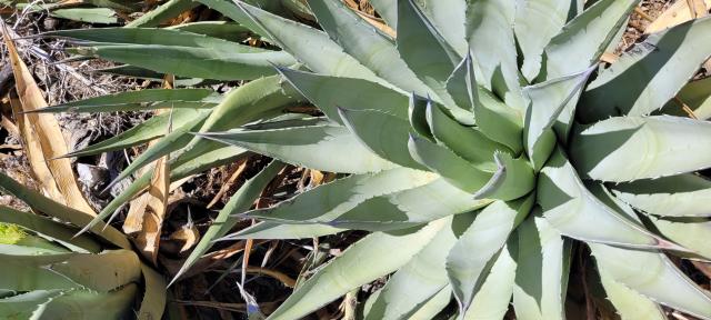  Desert agave: Close-up of a green plant with spiky, pointy leaves. 