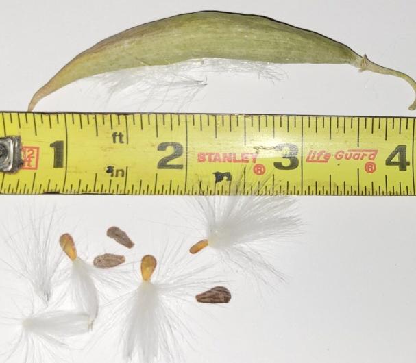 Close-up of Rush milkweed seed: brown and yellow seed with fluffy white hairs next to a yellow measuring stick.