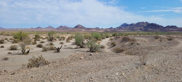 Landscape of the desert Southwest: Green shrubbery growing out of brown dirt with gray mountains in the background.