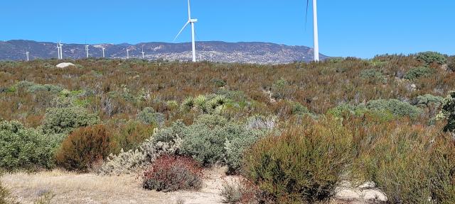 Tall windmills surrounded by green shrubbery with gray mountains in the distance. 