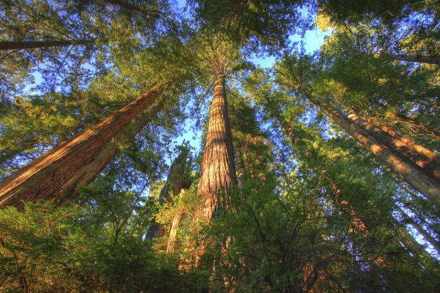 Looking up at old growth trees in Headwaters Forest Reserve. Photo by Bob Wick, BLM.