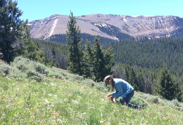 Kelly Savage kneels on green hillside collecting native seeds with mountains in the background.