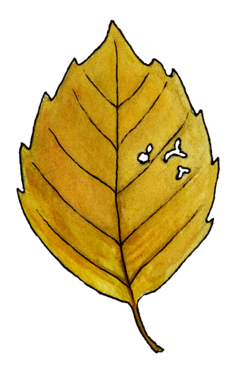 Orange birch leaf. 