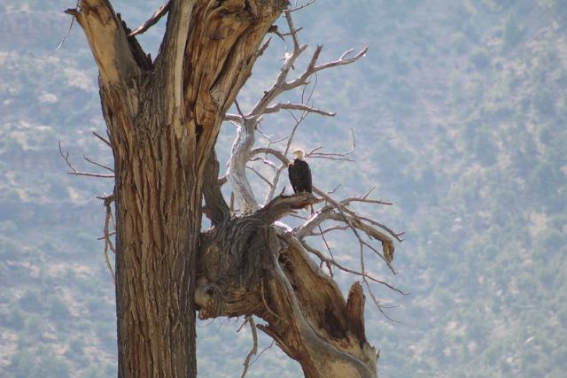 A bald eagle on a large tree branch.