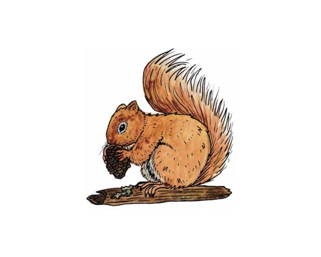 An illustration of a squirrel eating a cone. 