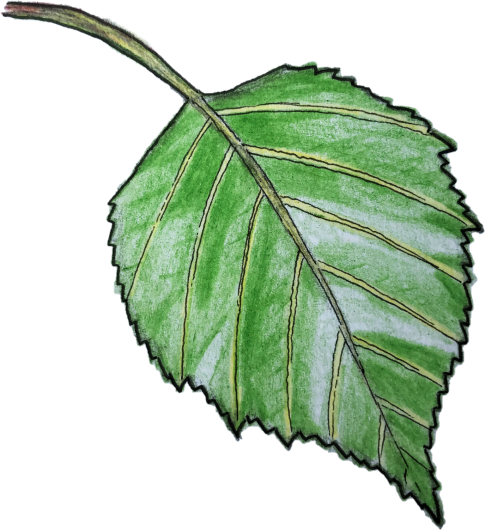 Illustration of a green birch leaf. 