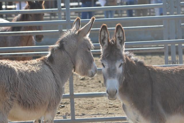 Two burros facing each other.