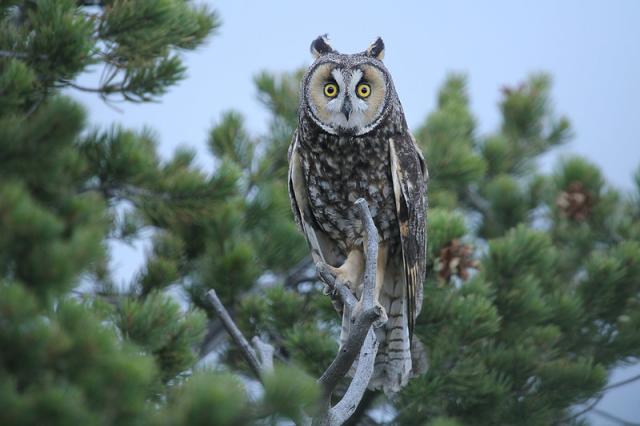 An owl on a tree branch.