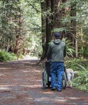 A person pushes a wheel chair through a redwood forest