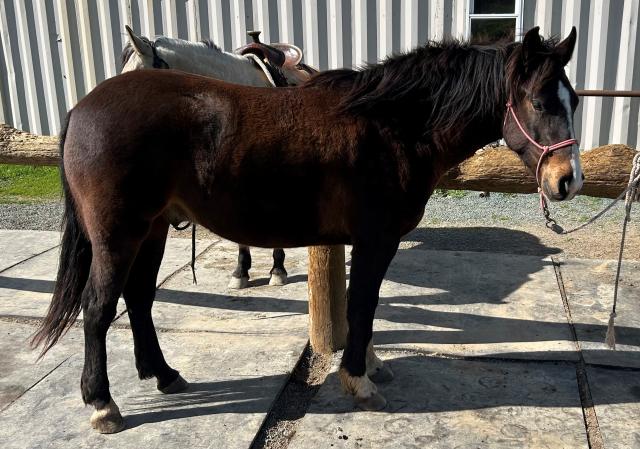 A brown horse 