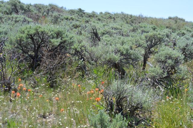 healthy sagebrush habitat with Big sagebrush, native grasses and flowering plants