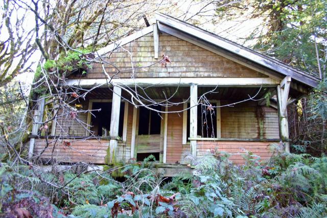 An abandoned house slowly being  consumed by dense coastal forest