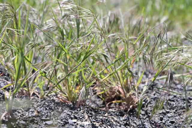 Cheatgrass sprouts in bare ground